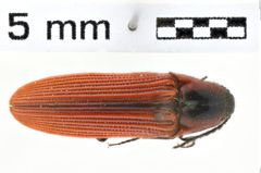 Foto (Dorsalansicht) von Ampedus coccineus (NHMW-ZOO-COL-0011109)